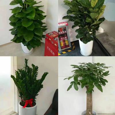 花木租赁|绿植租赁|花木租摆广东 广州面议广州市客家