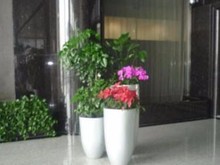 苏州绿植盆栽与花卉绿植租借 城市生活中的自然之美