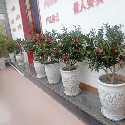 绵阳植物出租哪里找？花卉绿植租借全攻略