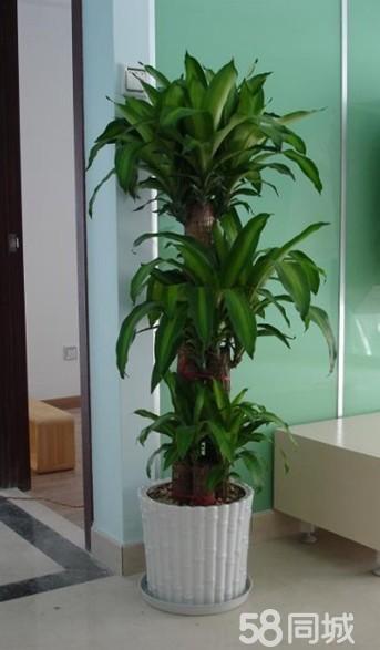 上海办公室植物租赁、绿植养护、室内花卉租摆、种类全