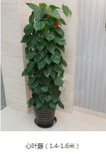 图 成都西门武侯区,青羊区 绿植租赁,花园设计施工 成都鲜花绿植