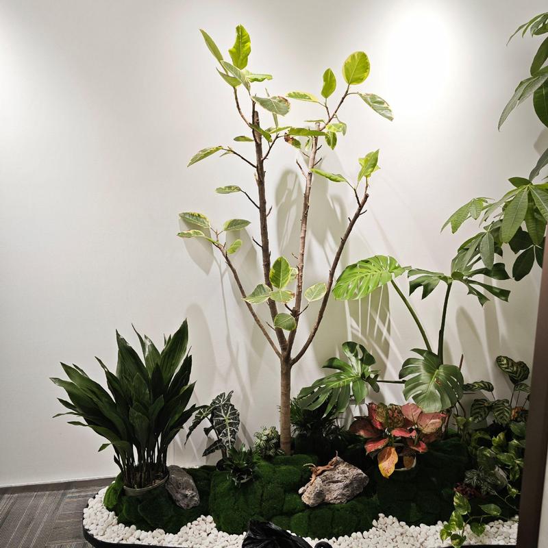 前台绿植造景植物租摆#花卉租摆 #办公室绿植推荐 #室内盆栽 #绿植