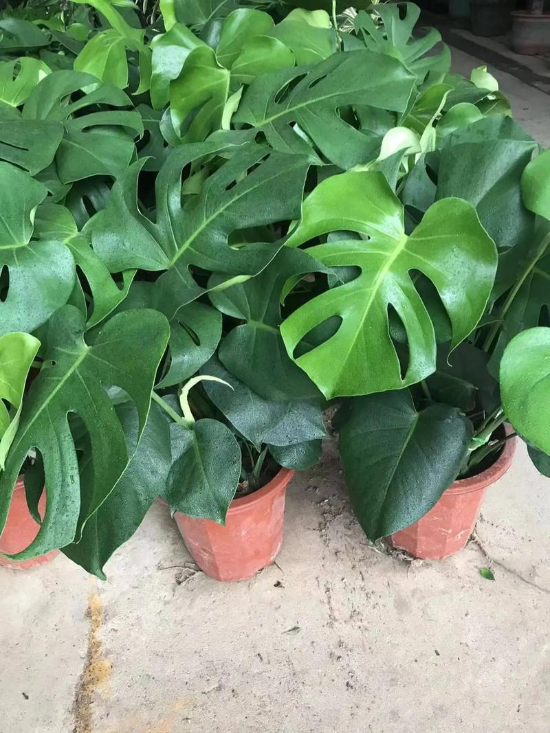 这样的绿植 #花卉租摆 #绿植租赁 #绿植租赁公司 #广州 - 抖音