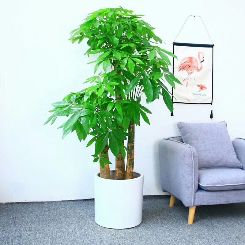 苏州绿植租赁 花卉租摆 盆栽租赁