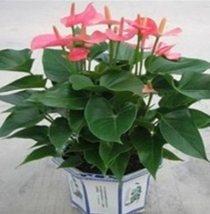 供应深圳租花,花卉租摆,绿植租赁