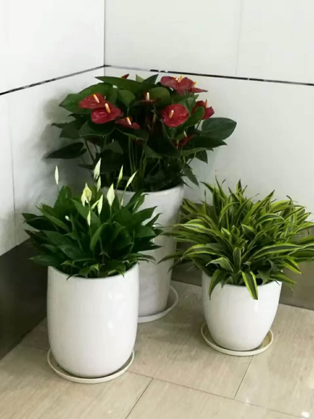 【上海盆栽花卉出租办公室花卉室内绿化设计养护绿植租摆】价格,厂家,室内观花植物