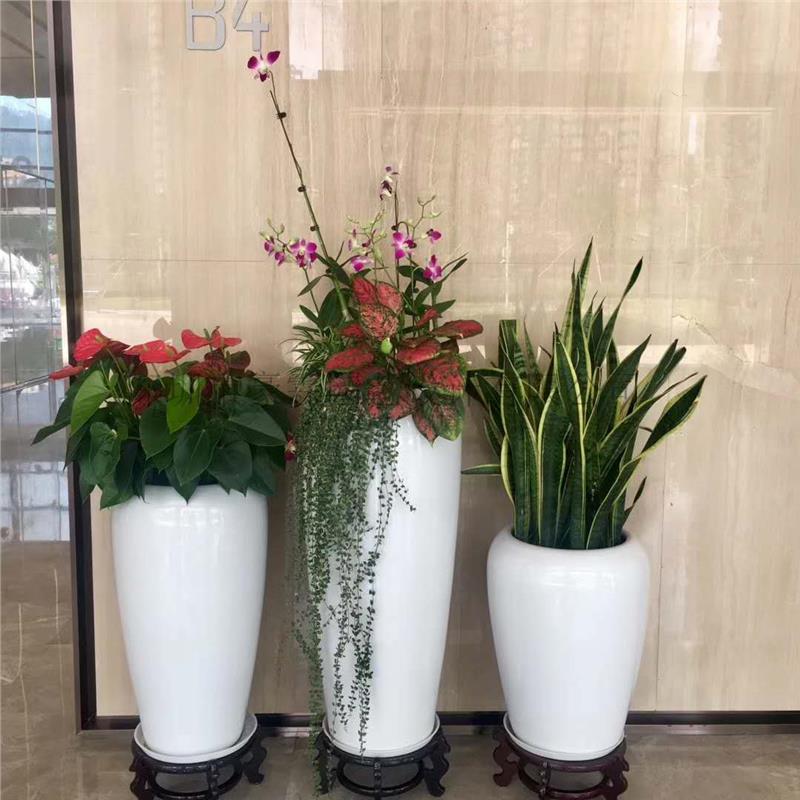 租赁办公绿植 室内植物租摆