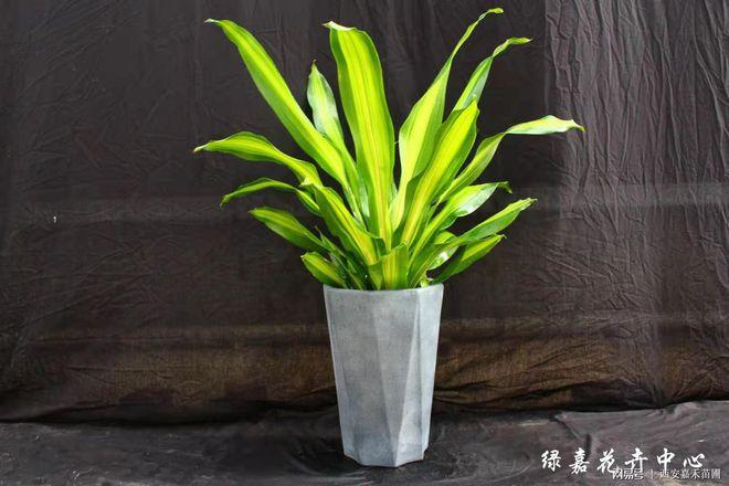 西安绿嘉花卉中心花卉租摆绿植租赁盆栽销售服务公司