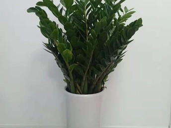 海淀专业花卉绿植租摆与鲜花设计摆放 打造灵动商务与自然空间