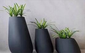 西安绿植租赁,西安绿植租摆,西安花卉租赁,绿植租摆,绿植租赁,办公室