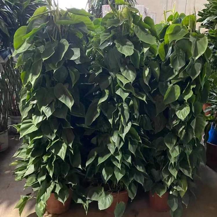 【四季春城】 绿植租赁 办公室花卉租售 绿植花卉批发销售厂家