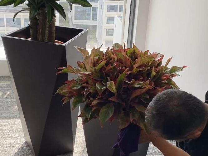 我们擅长办公室花卉租赁与绿植设计,营造舒适办公氛围