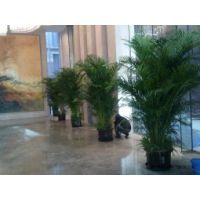 【花卉租赁北京绿植租赁公司图片】花卉租赁北京绿植租赁公司